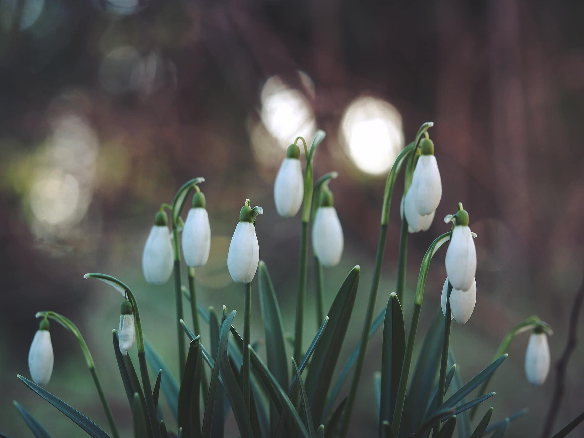 Get your Spring gardening off to a flying start… 