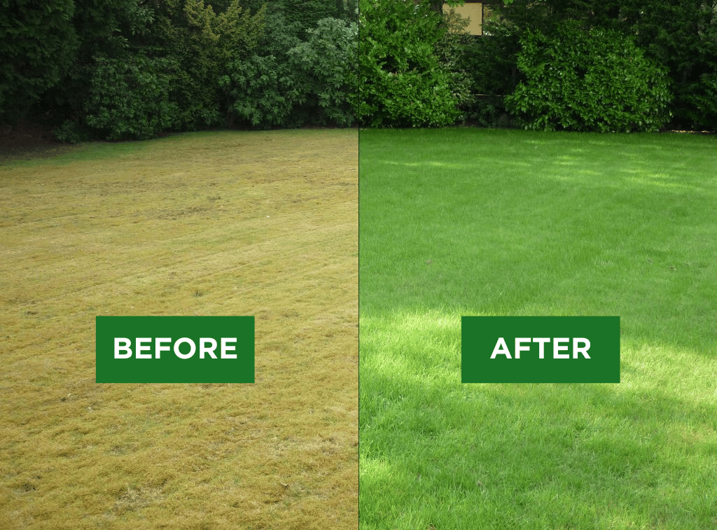 What is Scarifying? All the answers from the Tuckwells Turf Team