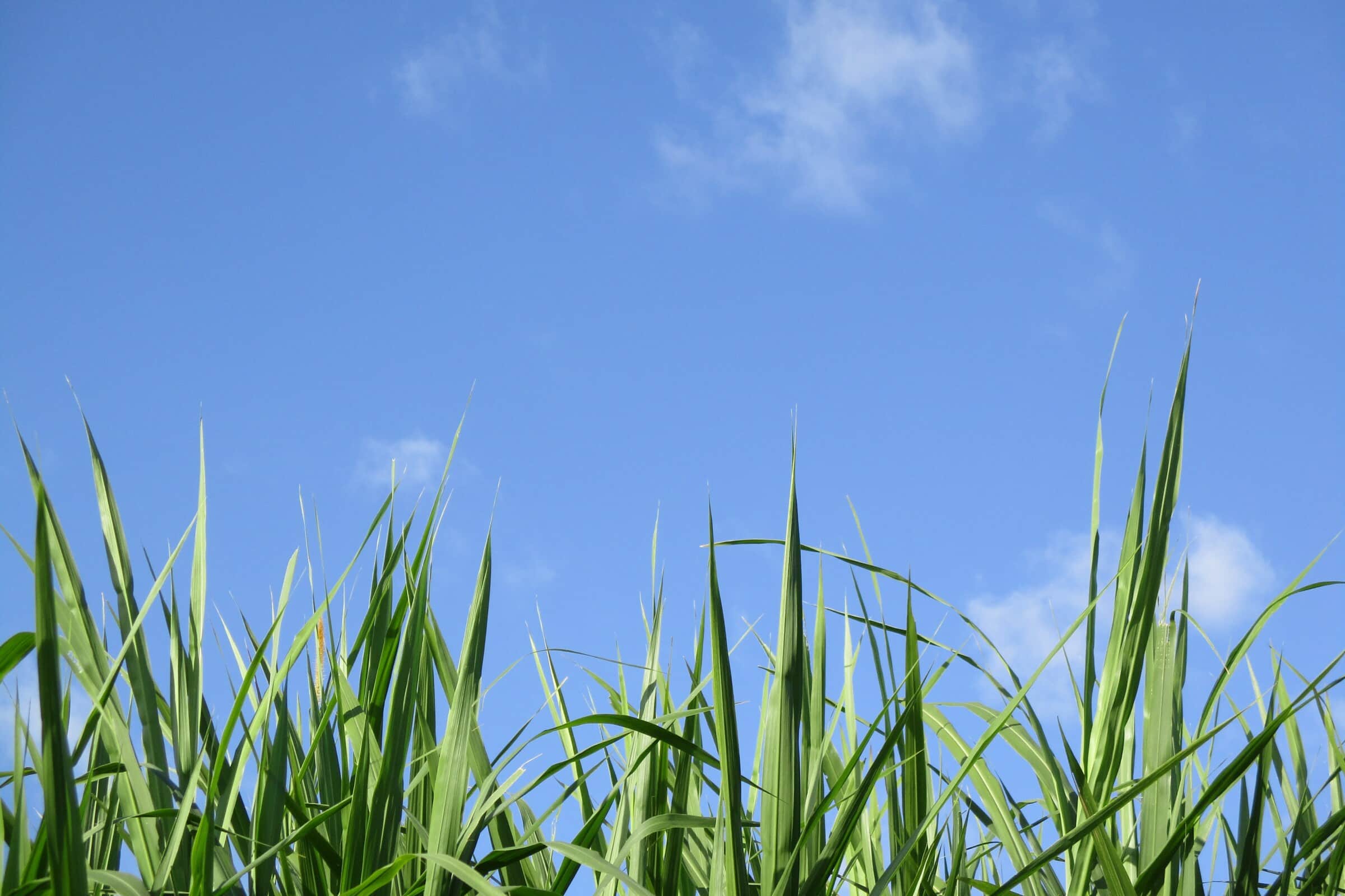 Pro select premium grass seed: Everything you need to know