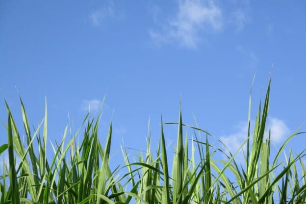 Pro select premium grass seed: Everything you need to know
