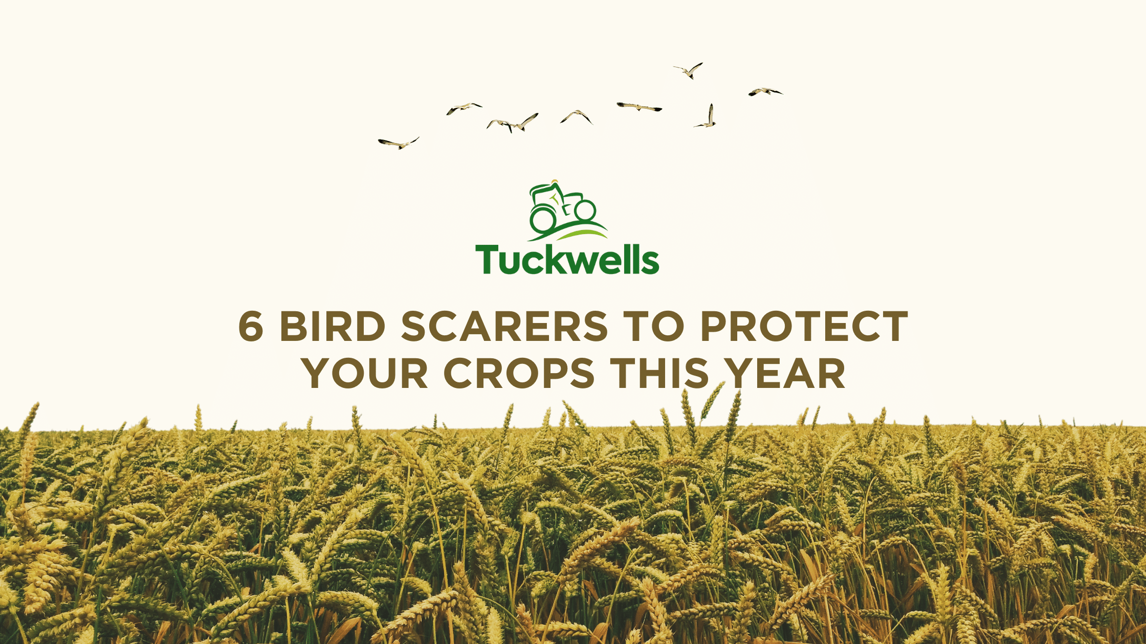 Which Bird Scarer Is The Best For You?